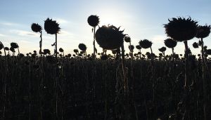 Виробництво соняшнику у 2022 році зазнало найбільшого спаду серед олійних культур