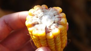 У вирощуванні кукурудзи точка беззбитковості в сезоні-2023 буде меншою