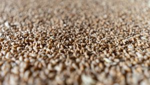 На пшеницю й кукурудзу котирування на останніх торгах знижуються
