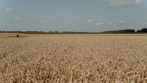 Пшениця колоситься