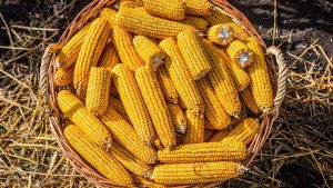 Спосіб переробки качанів кукурудзи для очищення стічних вод розробили українські вчені