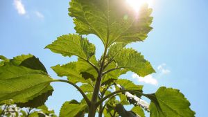 Соняшник, соя та овочі — цьогорічні пріоритети черкаських аграріїв