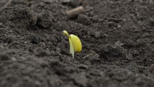 Кислі ґрунти перешкоджають вегетації сої
