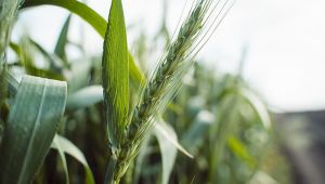 Через великі опади і наростання температур на Дніпропетровщині поширюються хвороби зернових