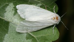 Американський білий метелик — експерт розповів, як запобігти поширенню карантинного шкідника