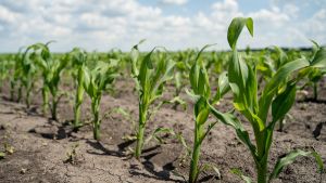 Листкове підживлення кукурудзи — названо засоби для формування якісного врожаю