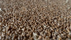 Зростання цін на пшеницю в Україні відбулось на тлі підриву Каховської ГЕС — УУБ
