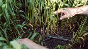 У західних та північних областях у червні нехарактерно знизились вологозапаси у ґрунті, — Укргідрометцентр