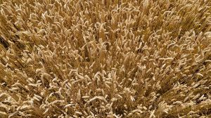 Через погодні умови на початку червня знижено прогноз урожайності пшениці в ЄС