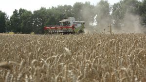Зменшення площ пшениці під урожай-2023 спостерігається по всіх регіонах