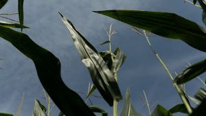 Цвітіння кукурудзи запізнюється на 1-2 тижні, можлива висока вологість зерна під час жнив