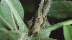 Кліщ на сої