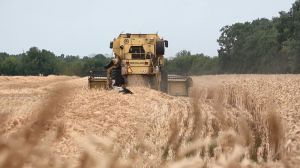 Комбайн збирає пшеницю