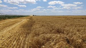 На Миколаївщині попри замінування великих площ тривають жнива і підготовка до посівної