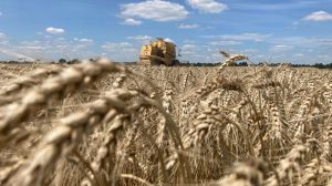 Пшеницю на Харківщині наразі збирають з вищою врожайністю, ніж у 2022-му