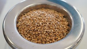 Ціни та попит на високопротеїнову пшеницю будуть вищими через низьку якість зерна нового врожаю — ВАР