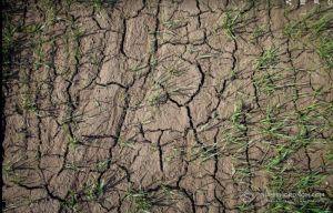 На Одещині через посуху та відсутність опадів доводиться часто передисковувати посіви