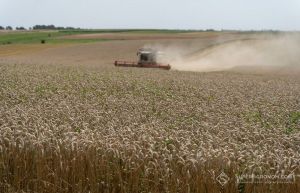 Не зважаючи на обстріли, на Донеччині зернові та зернобобові зібрано на 90% площ