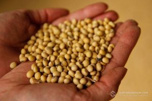 Закон про ГМО ухвалений у другому читанні