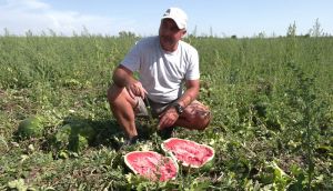 Вирощуванню кавунів на Рівненщині цьогоріч сприяли погодні умови серпня