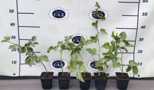 Вирощування ожини