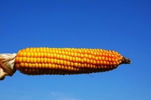 Ціни на кукурудзу