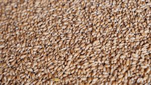 Ціни на пшеницю можуть знизитись — через обмежену торгову активність