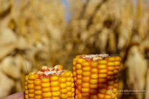 На Львівщині найнижчі темпи збирання кукурудзи в Україні станом на другу декаду жовтня