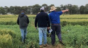Пшеницю та нут можна вирощувати разом як проміжні культури без втрати врожайності — австралійське дослідження