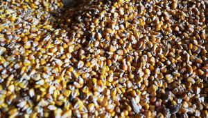 Ціни в портах на кукурудзу для фермерів можуть підвищуватись — завдяки зниженню ставок морського фрахту