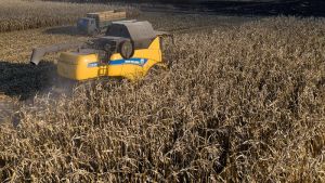Середня урожайність кукурудзи на Вінниччині 7,68 т/га — на 2,04 т/га більше ніж у 2022 р.