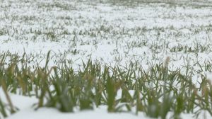 Нинішні морози небезпечні для ячменю, ріпаку і слабкорозвиненої пшениці на Черкащині — синоптик