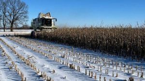 Комбайн молотить кукурудзу по снігу