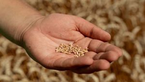 Виробники майже припинили продавати кукурудзу і більш орієнтовані на продаж пшениці, але чи надовго? — експерт