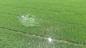 Обробка рисових полів дроном