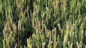 Посіви пшениці уражені фузаріозом