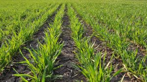 Контроль дводольних бур’янів у посівах зернових навесні — експерт порадив засоби
