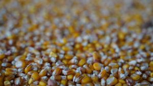 Ціни на кукурудзу укріпились, на сою та соняшник — зростають