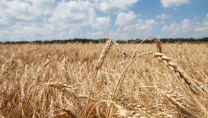Як повна заборона гліфосату може вплинути на обсяги сільгоспвиробництва — британське дослідження