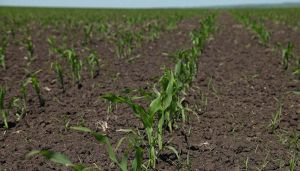 Гербіцидний захист кукурудзи