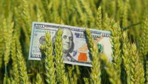 Ціни на пшеницю в Україні продовжують зростати на тлі зниження світових цін на зерно