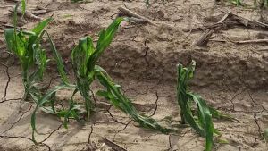 Пошкоджену градом кукурудзу не варто зразу пересівати, рослини можуть відновитись — польський експерт