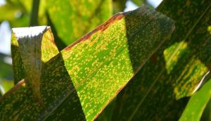 Пошкоджене хворобою листя кукурудзи
