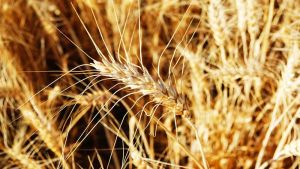З урожайністю 7 т/га зерна збирають урожай-2024 у Prometey на Миколаївщині
