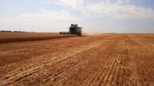 З меншою майже на пів тонни врожайністю, ніж торік, збирають зернові та зернобобові на Сумщині