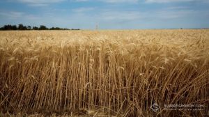 Посіви пшениці