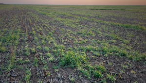 На Київщині зафіксовано температуру -11 °С на висоті 2 см наприкінці квітня