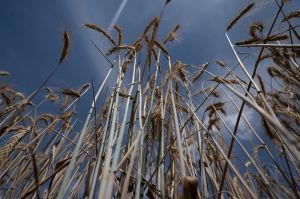 Озима пшениця