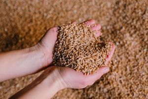 Мінагрополітики анонсувало програму підтримки фермерів Сумщини: господарствам допоможуть закупити насіння і добрива