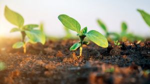 Поширення шкідників в посівах ярих культур триває: експерт порадив методи боротьби